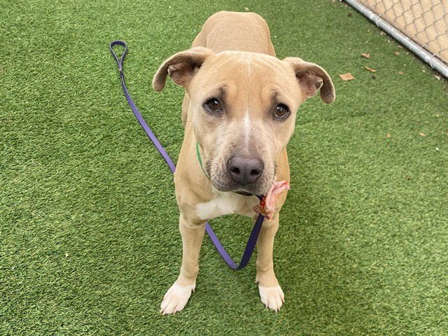 BUNNY - American Pit Bull Terrier available for adoption