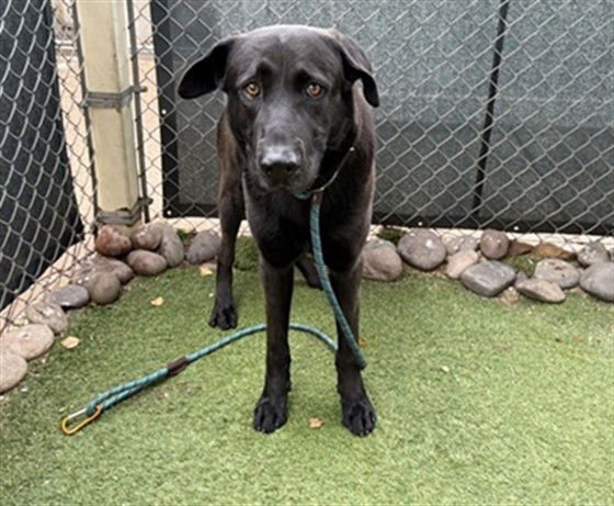 SAIL - Labrador Retriever / Chow Chow available for adoption