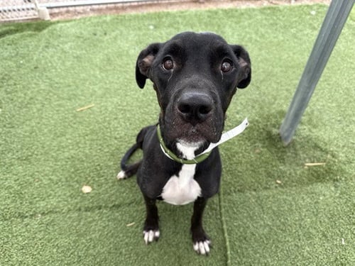 ESPRESSO - American Pit Bull Terrier available for adoption