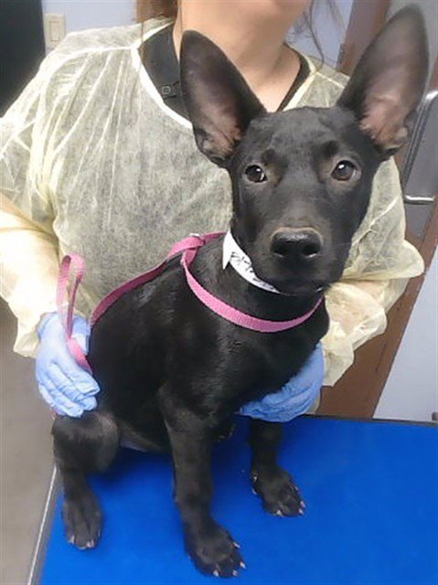 LOBSTA ROLL - Australian Kelpie available for adoption