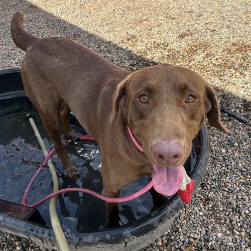 DOLCE - Labrador Retriever available for adoption