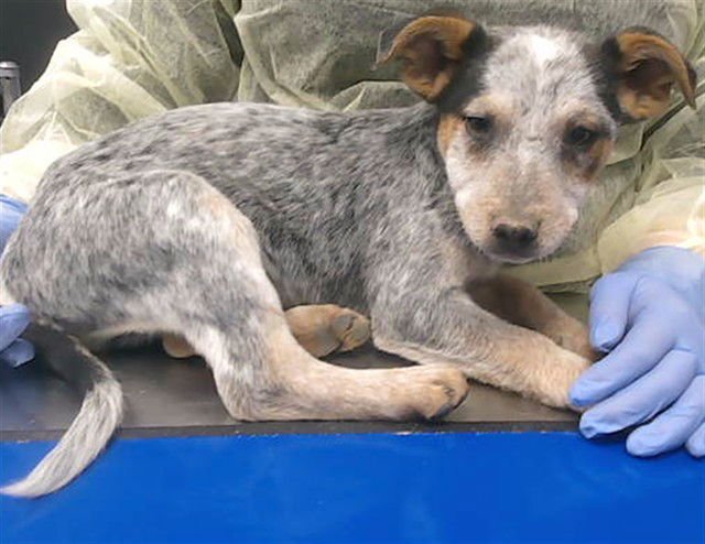 PRINCE ALI - Australian Cattle Dog/Blue Heeler available for adoption