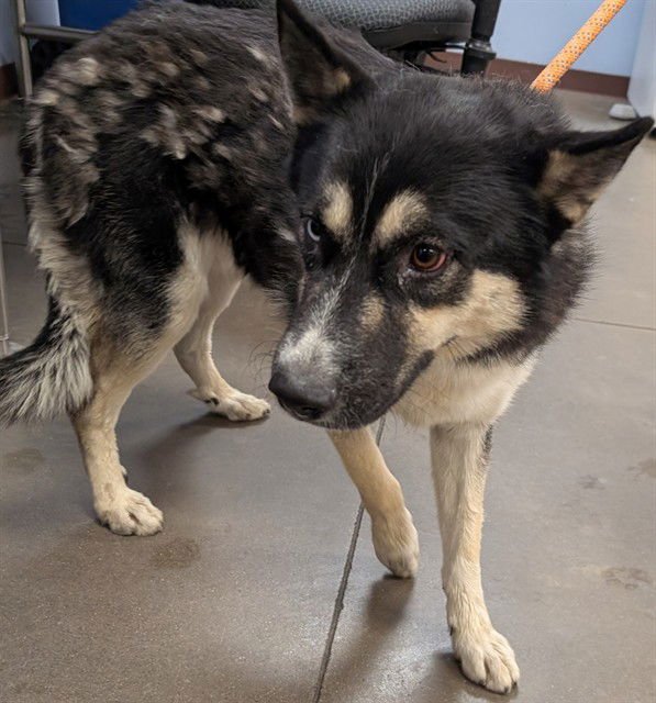 ARCTIC - Husky available for adoption