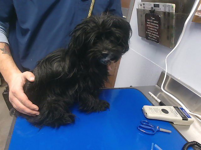 SUGAR PLUM - Tibetan Spaniel available for adoption