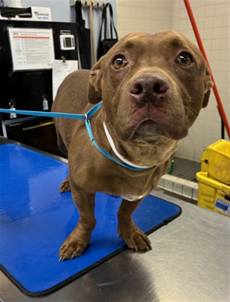 LIMO - American Pit Bull Terrier available for adoption