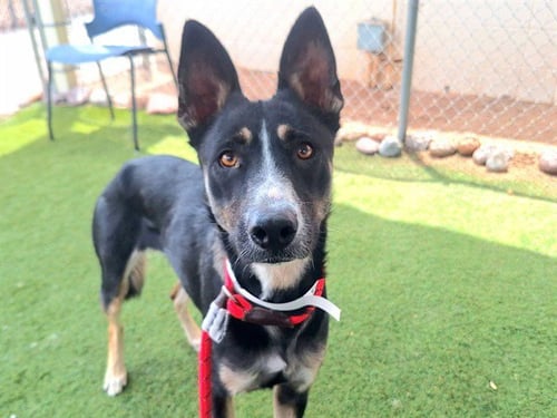 DUBLIN - Australian Cattle Dog/Blue Heeler available for adoption
