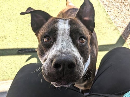 WHEELER - American Staffordshire Terrier available for adoption