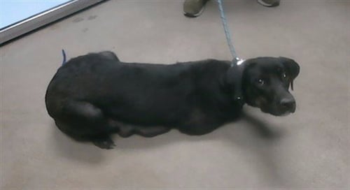 PRECIOSA - Labrador Retriever available for adoption