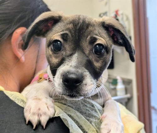 AXE - American Pit Bull Terrier available for adoption