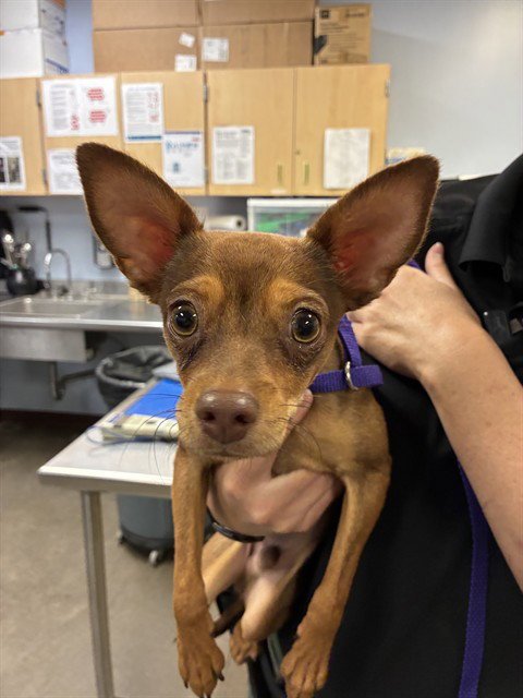 GENIE - Chihuahua available for adoption