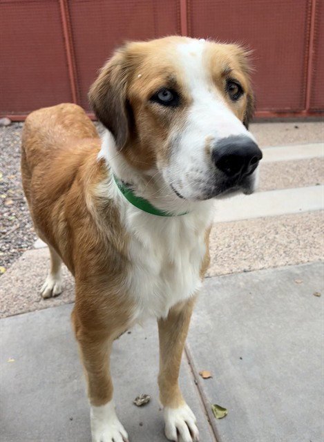 ALASKA - Saint Bernard available for adoption