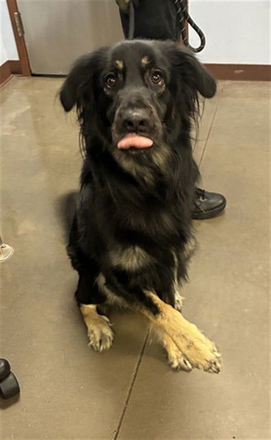 MOJAVE - German Shepherd Dog / Border Collie available for adoption