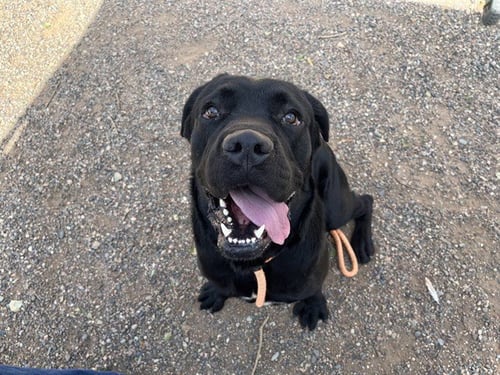 BLUEBERRY - Mastiff available for adoption