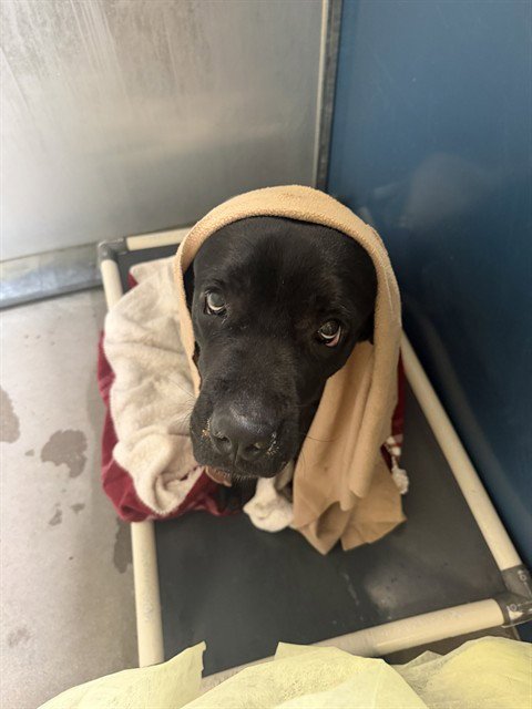 BLUEBERRY - Mastiff available for adoption