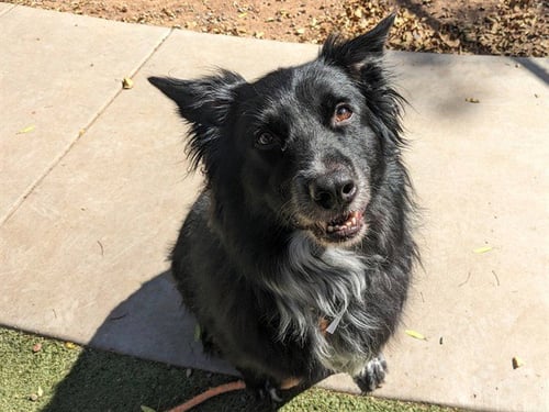 DALLAS - Australian Shepherd available for adoption