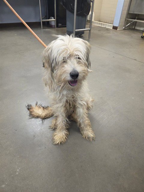 KEWPIE - Briard / Skye Terrier available for adoption
