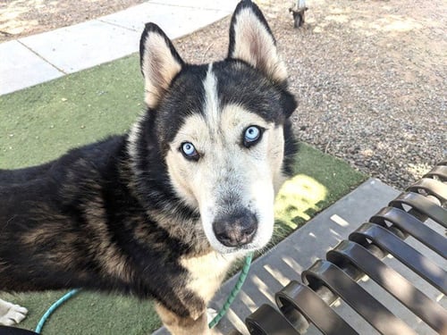 TOGO - Siberian Husky available for adoption
