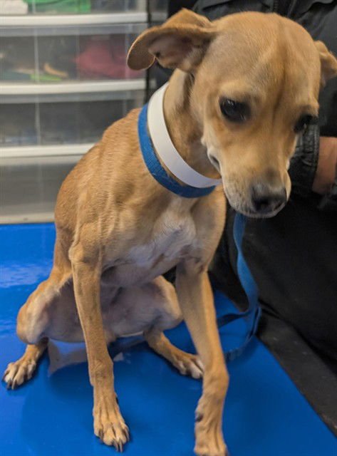 NUTTER BUTTER - Chihuahua available for adoption