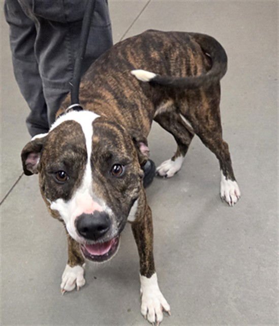 ULANNI - American Pit Bull Terrier available for adoption