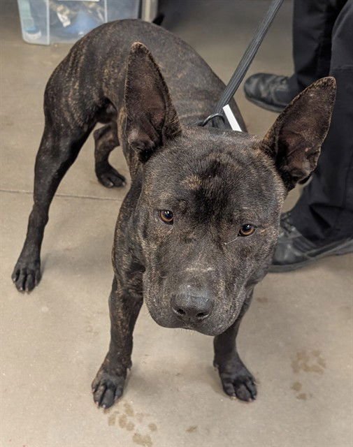 FALCON - American Pit Bull Terrier available for adoption