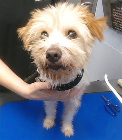 DEVON - Yorkshire Terrier Yorkie available for adoption
