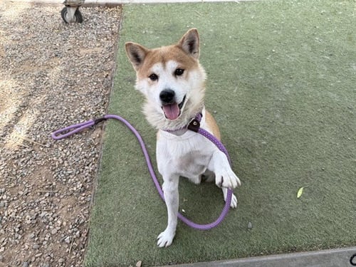 ROUROU - Shiba Inu available for adoption