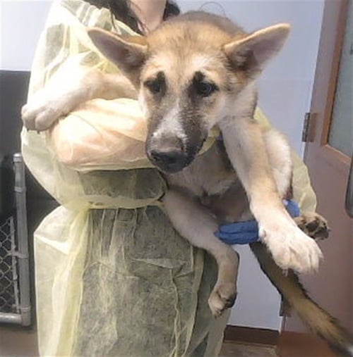 MAGIC - German Shepherd Dog available for adoption