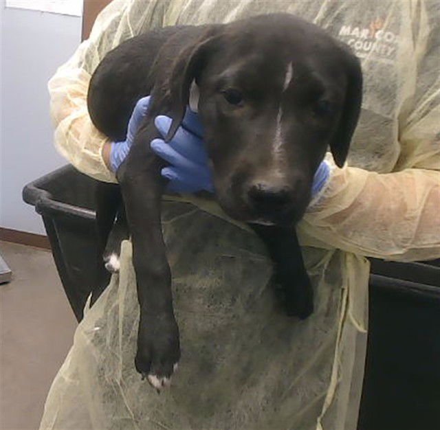 ARWEN - Labrador Retriever / American Pit Bull Terrier available for adoption