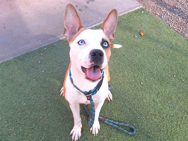 CASHEW - American Pit Bull Terrier available for adoption