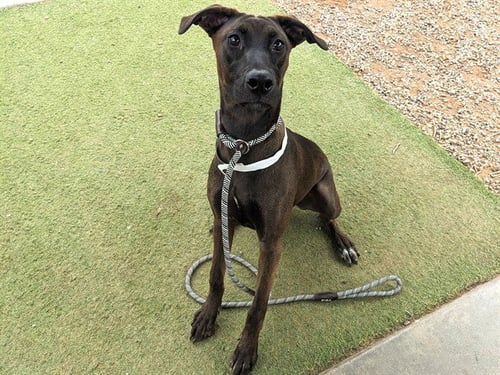 BINDI - Doberman Pinscher / Labrador Retriever available for adoption