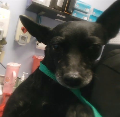 GEORGIA - Chihuahua available for adoption
