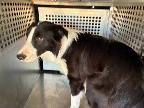BACON - Border Collie available for adoption
