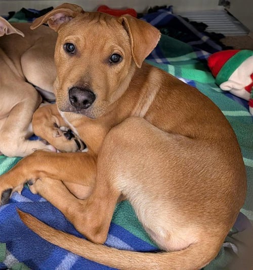 BRIO - American Pit Bull Terrier available for adoption