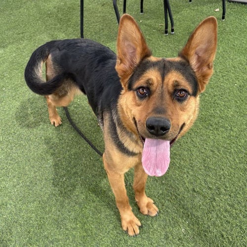 JUNO - German Shepherd Dog available for adoption