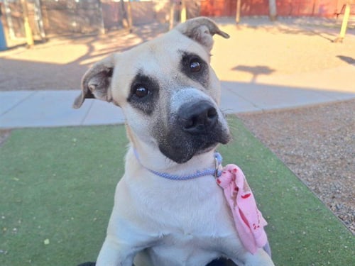 ROCKO - German Shepherd Dog / American Pit Bull Terrier available for adoption