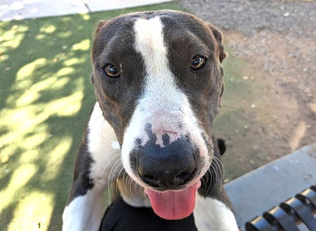 PRIMROSE - American Pit Bull Terrier available for adoption