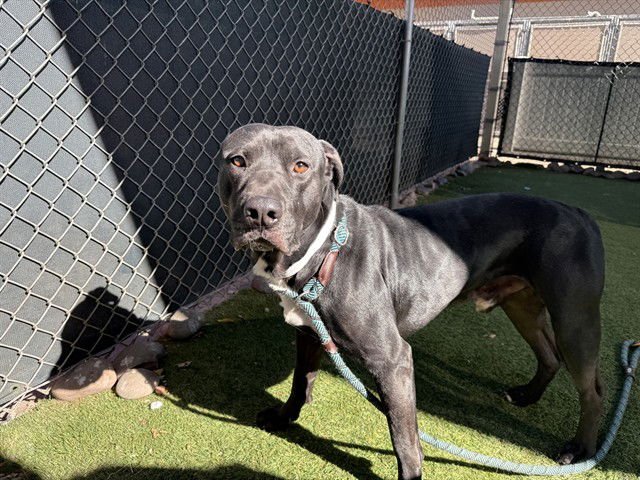 ROMEO - American Pit Bull Terrier available for adoption