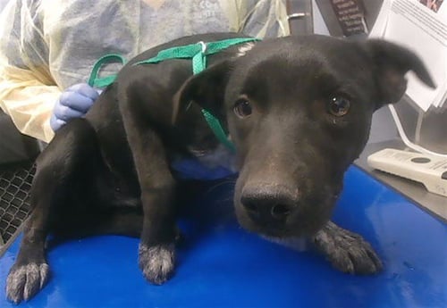 BONNIE - Australian Kelpie available for adoption