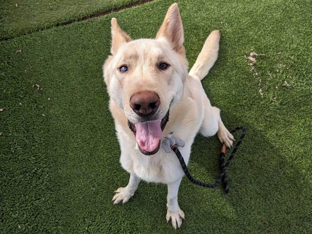 FROSTY - Siberian Husky / German Shepherd Dog available for adoption