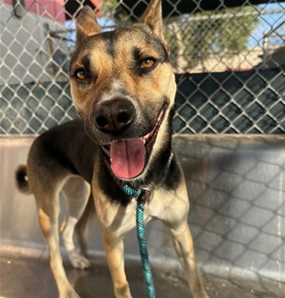 BLUSH - German Shepherd Dog available for adoption