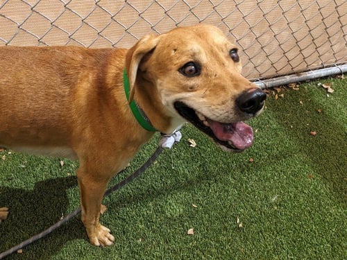 COPPER - Labrador Retriever available for adoption