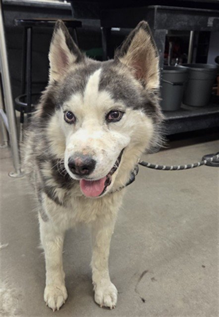 HULA HOOP - Husky available for adoption