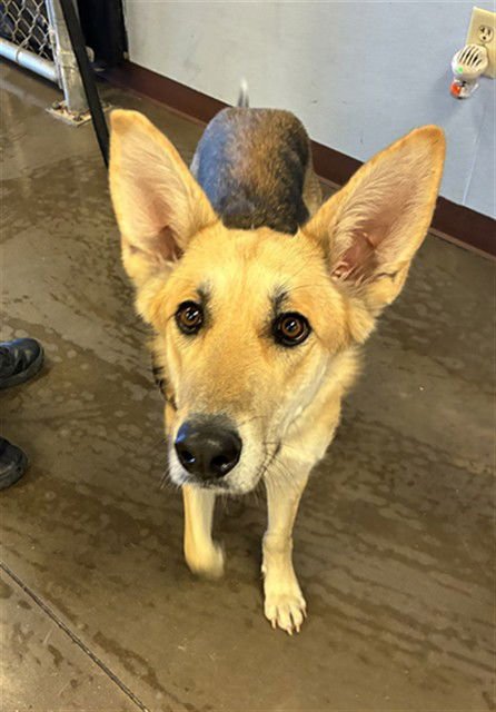 SEDONA - German Shepherd Dog available for adoption