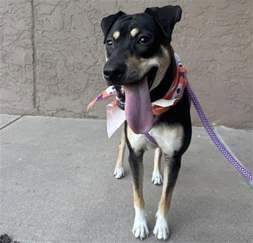 FABLE - German Shepherd Dog available for adoption