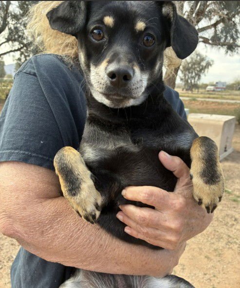 ROONEY - Dachshund available for adoption