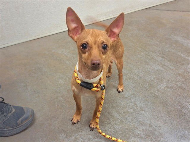 TITO - Chihuahua available for adoption