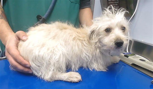 SNOWY - Maltese / Cairn Terrier available for adoption