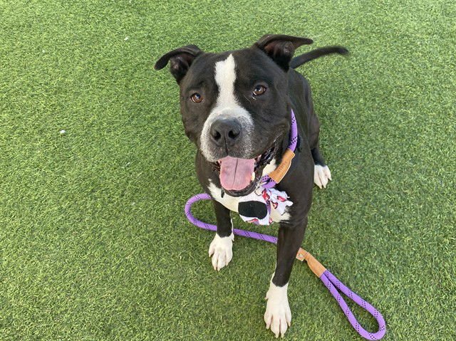 BILLY BASS - American Pit Bull Terrier available for adoption