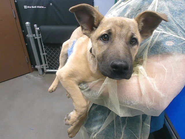 BURRITO - German Shepherd Dog available for adoption