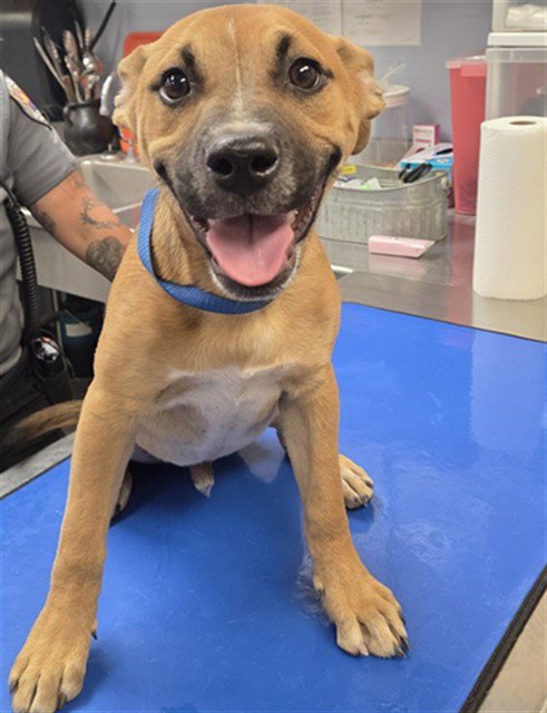 SMILEY - Labrador Retriever / Black Mouth Cur available for adoption